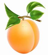 Image result for Apricot Images. Free
