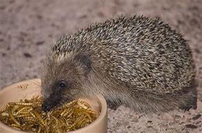 Image result for Hedgehog Eating Insects
