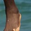 Image result for LeBron's Feet