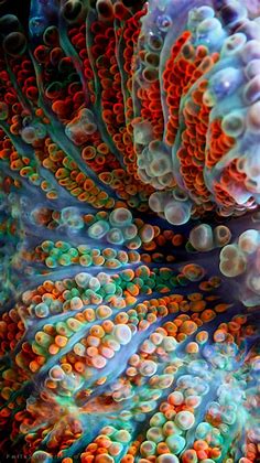 marine life looks like it's from outer space | Underwater life, Marine ...
