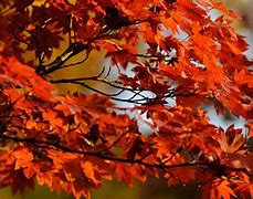 Image result for Orange Maple Leaves