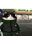 Image result for Cat and Waffle Meme