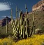 Image result for Flowering Cactus Desert