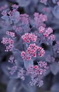 Image result for Sedum Mojave Jewels Ruby