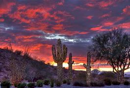 Image result for Arizona Desert Christmas
