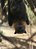 Image result for Fruit Bats Australia
