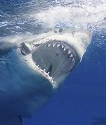 Image result for Big Shark Pictures