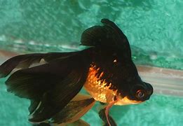 Image result for Black Goldfish Turning Gold