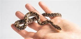 Image result for Wold Smallest Snake