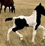 Image result for Irish Warmblood Horse