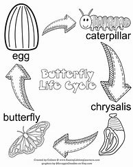 Image result for Butterfly Life Cycle Activity Page