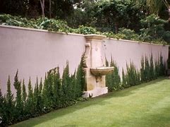 Image result for Fig Ivy Wall