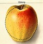 Image result for Apple Fruit Shape