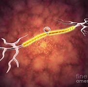 Image result for Soma Neuron