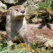 Image result for Otter National Geographic