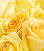 Image result for Yellow Rose Gold Color