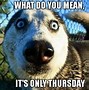 Image result for Funny Animal Thursday Inspirational Quotes