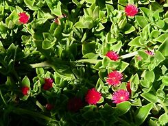 Image result for Red Apple Ground Cover Over Wall