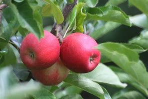 Image result for Autumn Gala Apple