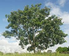 Image result for caobo