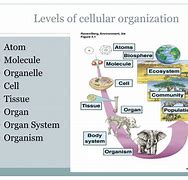 Image result for Images of the Cellur System