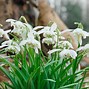 Image result for Galanthus nivalis The Bride