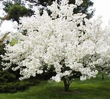 Image result for Dwarf Flowering Crabapple Tree