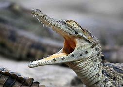 Image result for Nile Alligator