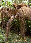 Image result for World's Biggest Spider Ever Seen