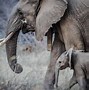 Image result for Elephant Mouth