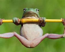 Image result for Standing Frog Meme