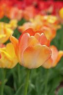 Image result for Tulipa Daydream