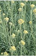 Image result for Helichrysum italicum