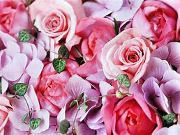 Image result for Dark Pink Flower Wallpaper