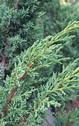 Image result for Juniperus chinensis Blaauw