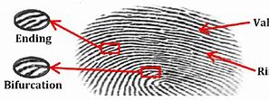 Image result for What Are the Basic Parts of the Fingerprint