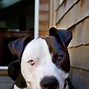 Image result for Pit Bull Mouth