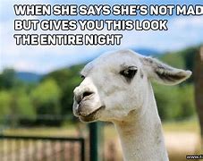 Image result for Llama Meme Face 1080 Px