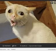Image result for Goofy Cat Meme