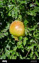 Image result for African Pear Tree