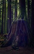 Image result for Dark Forest Logn Tress
