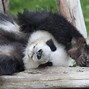 Image result for Cute Panda Sitting
