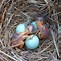 Image result for Chickadee Bird Eggs