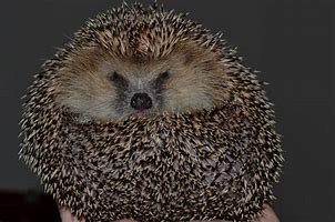 Image result for Animal That Looks Like a Porcupine