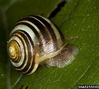 Image result for Snail Swirl