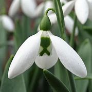 Image result for Galanthus Chantry Cracker