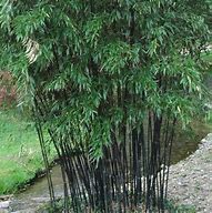 Image result for Clumping Black Bamboo Plants