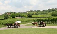 carrozze cavalli usate 4 176 successo per la classica trottata dei colli goriziani carrozze cavalli usate 4 176 successo per la classica trottata dei colli goriziani