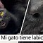 Image result for Gato Con Ojeras Meme