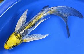 Image result for Butterfly Koi Fish Swimming